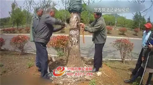 苗木造假，誰(shuí)是***大的受害者？(圖2)